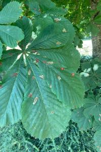 <i>Cameraria ohridella</i>