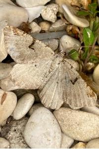 <i>Macaria wauaria</i>