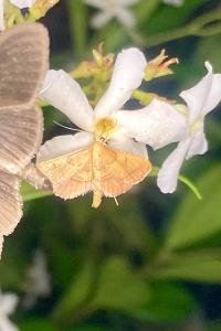 <i>Endotricha flammealis</i>