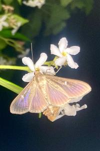 <i>Cydalima perspectalis</i>