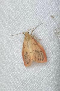 <i>Miltochrista miniata</i>