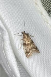 <i>Assara terebrella</i>