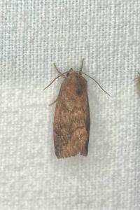 <i>Cosmia pyralina</i>