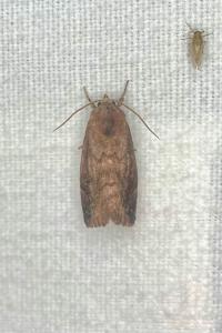 <i>Cosmia pyralina</i>