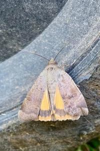 <i>Noctua pronuba</i>