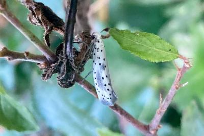 <i>Yponomeuta irrorella</i>