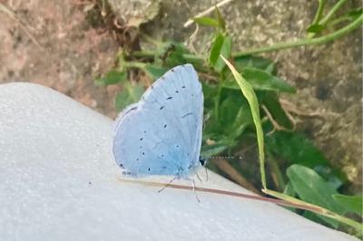 <i>Celastrina argiolus</i>
