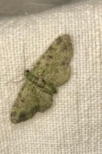 <i>Pasiphila rectangulata</i>