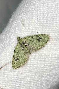 <i>Chloroclystis v-ata</i>