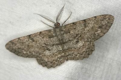 <i>Hypomecis punctinalis</i>