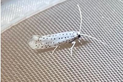 <i>Yponomeuta evonymella</i>