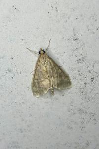 <i>Ostrinia nubilalis</i>