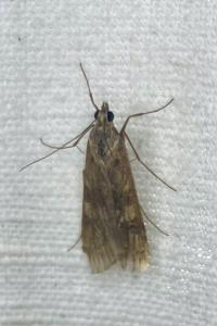 <i>Nomophila noctuella</i>