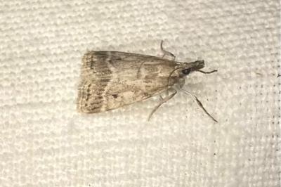 <i>Eudonia pallida</i>