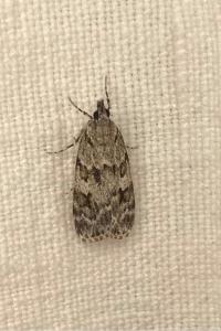 <i>Scoparia</i>