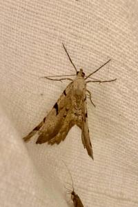 <i>Macaria wauaria</i>