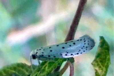 <i>Yponomeuta irrorella</i>