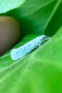<i>Yponomeuta</i>