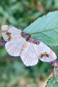 <i>Ligdia adustata</i>