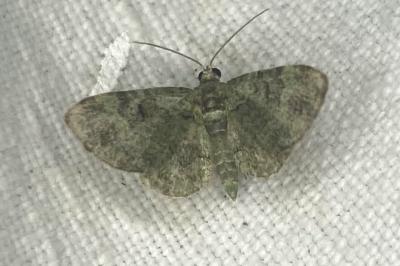 <i>Pasiphila rectangulata</i>