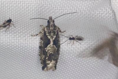 <i>Zeiraphera isertana</i>