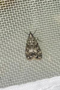 <i>Eudonia lacustrata</i>