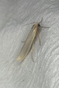 <i>Manulea complana</i>