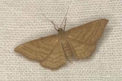 <i>Idaea ochrata</i>