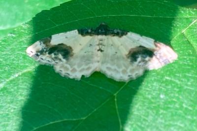 <i>Ligdia adustata</i>