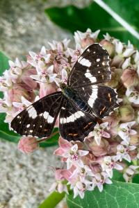 <i>Araschnia levana</i>