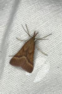 <i>Synaphe punctalis</i>