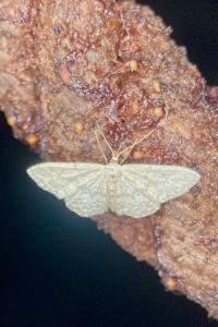 <i>Idaea subsericeata</i>