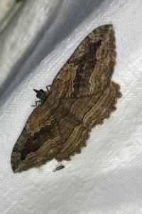 <i>Philereme transversata</i>