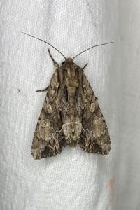 <i>Apamea monoglypha</i>