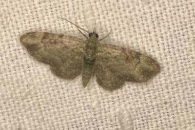 <i>Pasiphila rectangulata</i>