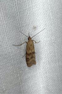 <i>Homoeosoma sinuella</i>