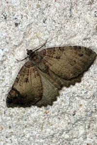 <i>Triphosa dubitata</i>