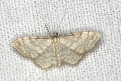 <i>Idaea fuscovenosa</i>
