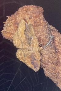 <i>Camptogramma bilineata</i>