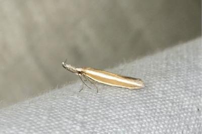 <i>Pleurota aristella</i>
