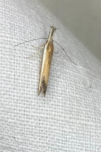 <i>Pleurota aristella</i>