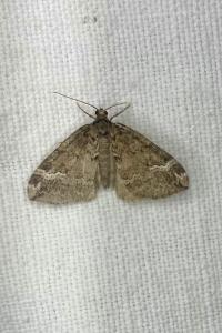 <i>Perizoma lugdunaria</i>