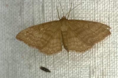 <i>Idaea ochrata</i>