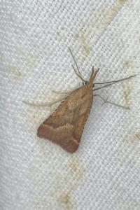 <i>Synaphe punctalis</i>