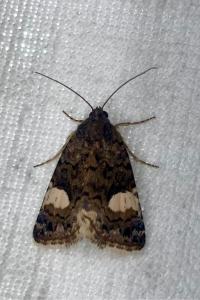 <i>Tyta luctuosa</i>