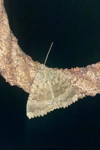 <i>Mormo maura</i>
