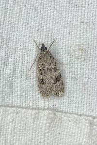 <i>Scoparia</i>