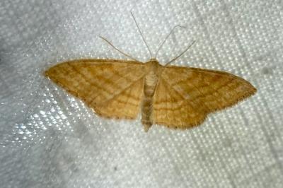 <i>Idaea ochrata</i>
