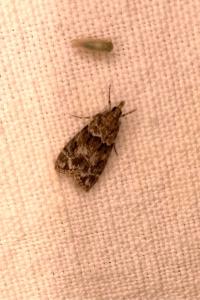 <i>Eudonia mercurella</i>