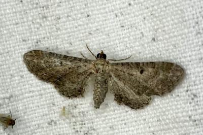 <i>Eupithecia denotata</i>
